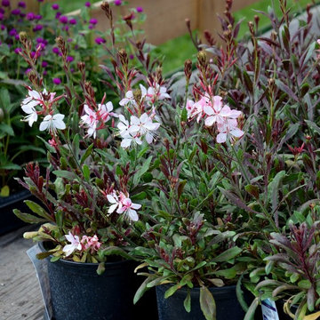 Great Design Plant: Gaura