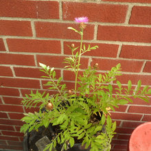 Backyard plants