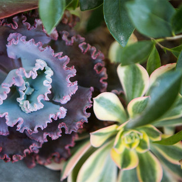 Contemporary Pasadena Condo Plants