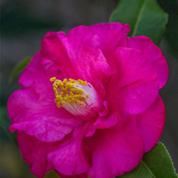 Camellia - Fine Art Prints