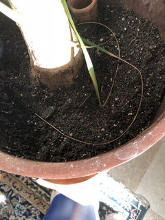 pot spider plant Chlorophytum 'Spider Plant', in 4" grower's pot  Botanologica