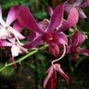 Lisa Paribello's photo