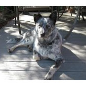 Susan Williams's photo