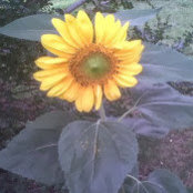 Julianne Williams's photo