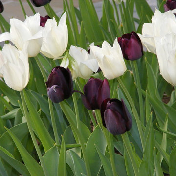 Tulips with bluestone in the background