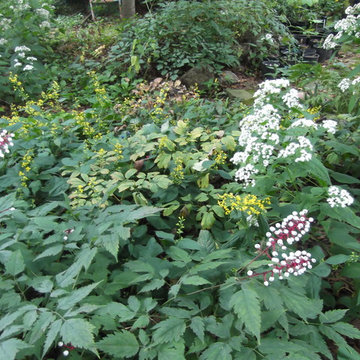Cat Rock woodland garden