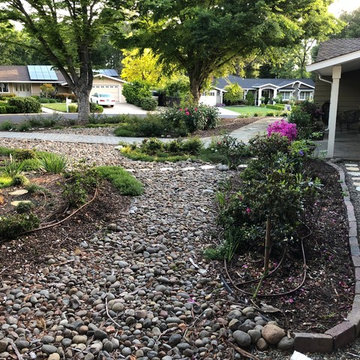 Front Yard Slow and Patient Remodel