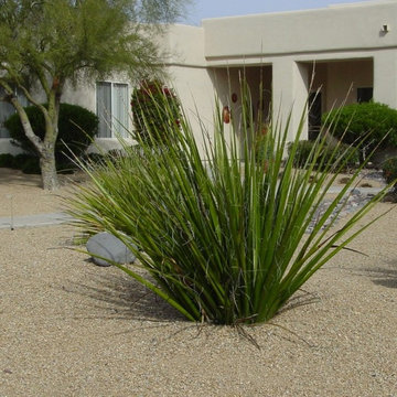 Southwestern Plants