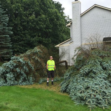 Titanium Tree Cutting