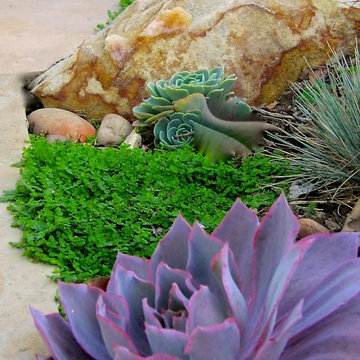 Succulents