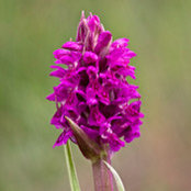 Jacques Bingham's photo