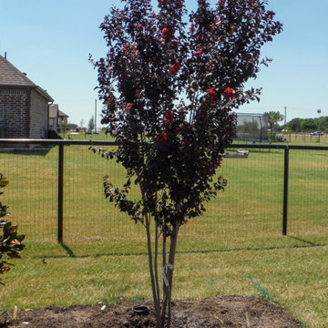 Flowering Trees & Shrubs