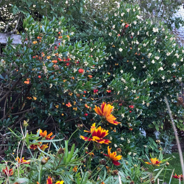 Bungalow Garden Through the Seasons