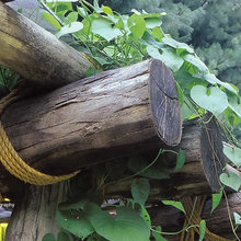 rustic arbors