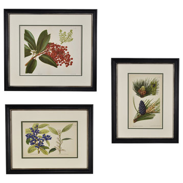 Original Vintage 1950's Botanical Fruit and Pine Trees Framed Print, Set of 3
