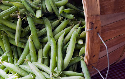 Cool-Season Vegetables: How to Grow Peas