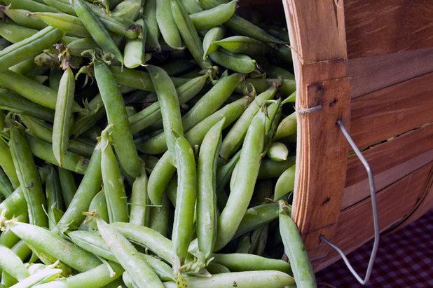  Cool Season Vegetables How to Grow Peas