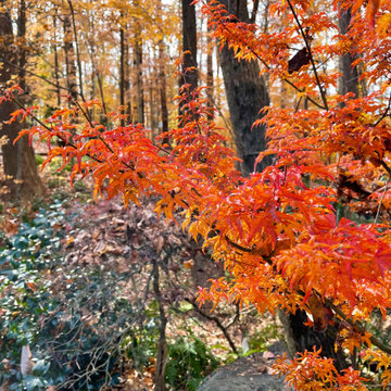 'Shishigashira' maple in late fall
