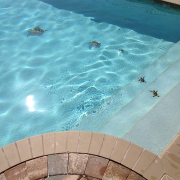Turtle Tides