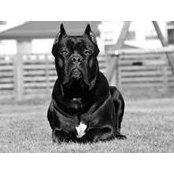 Ratibor Zvezda Shedar's photo