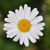 Foto de Addie Candela