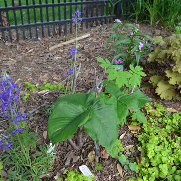 DIY Landscape - Woodland or Shade Gardening