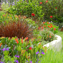 Garden/Landscape