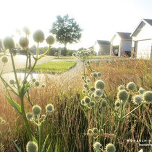 Rain Garden Resources