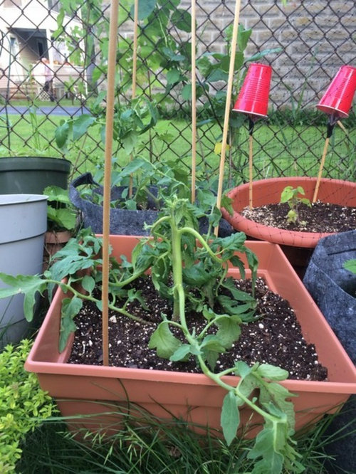 Tomato stems turn downwards