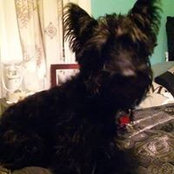 Lisa Heileman's photo