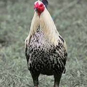 Foto de Ronald Rabo
