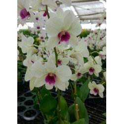 orchids - Products