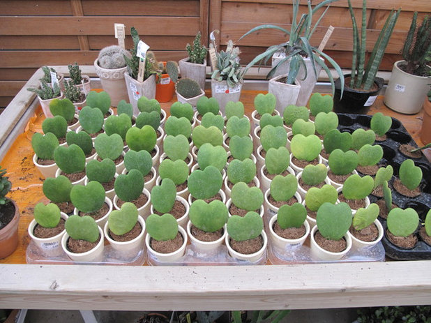 Hoya kerrii in plant nursery