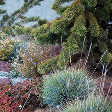 Colorado Garden