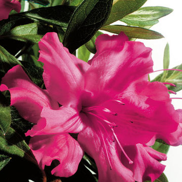 Encore Azalea Autumn Sundance™