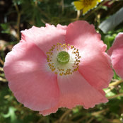 Pink Poppy's photo