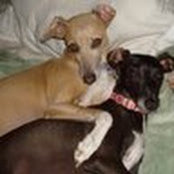 Kristin Howard's photo