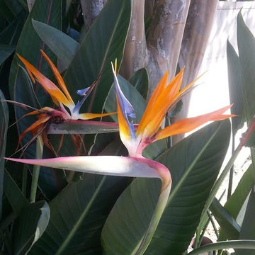Bird of Paradise