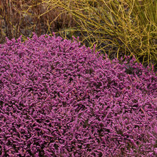 Sullivan Garden