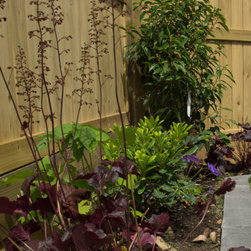 Contemporary Garden Farnham - Heuchera. Pittosporum, Geranium - Outdoor Plant Pots & Planters