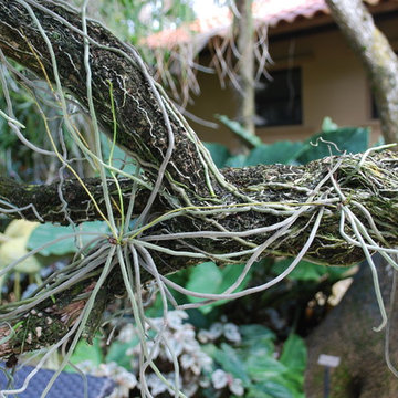 Leafless orchids