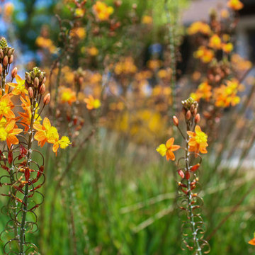 Close up of flowers