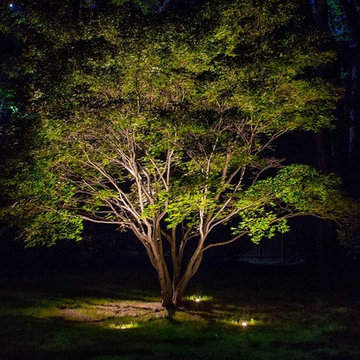 In-Ground Well Up Lights on Tree