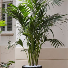 PALMS