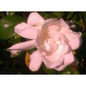 Lyn Mitchells foto