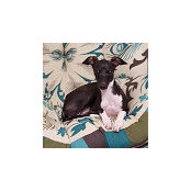 Gina Cirelli's photo