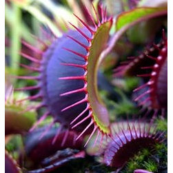 Carnivorous Plants Venus Fly Trap - Products