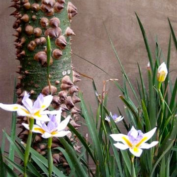 Contemporary Garden, Carpinteria