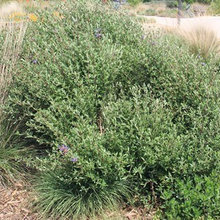 Waterwise & Drought Tolerant
