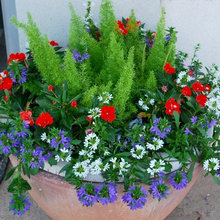 Container Gardening